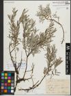 Foto von Salix repens subsp. rosmarinifolia (L.) Andersson